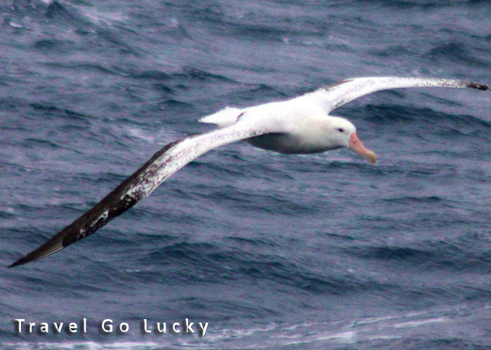 albatross05.jpg